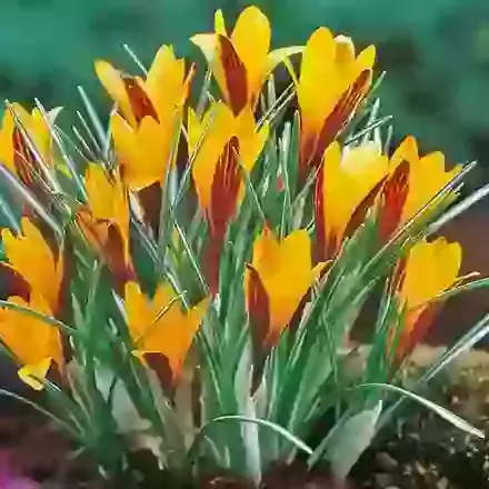 Early Spring Flowering Crocus